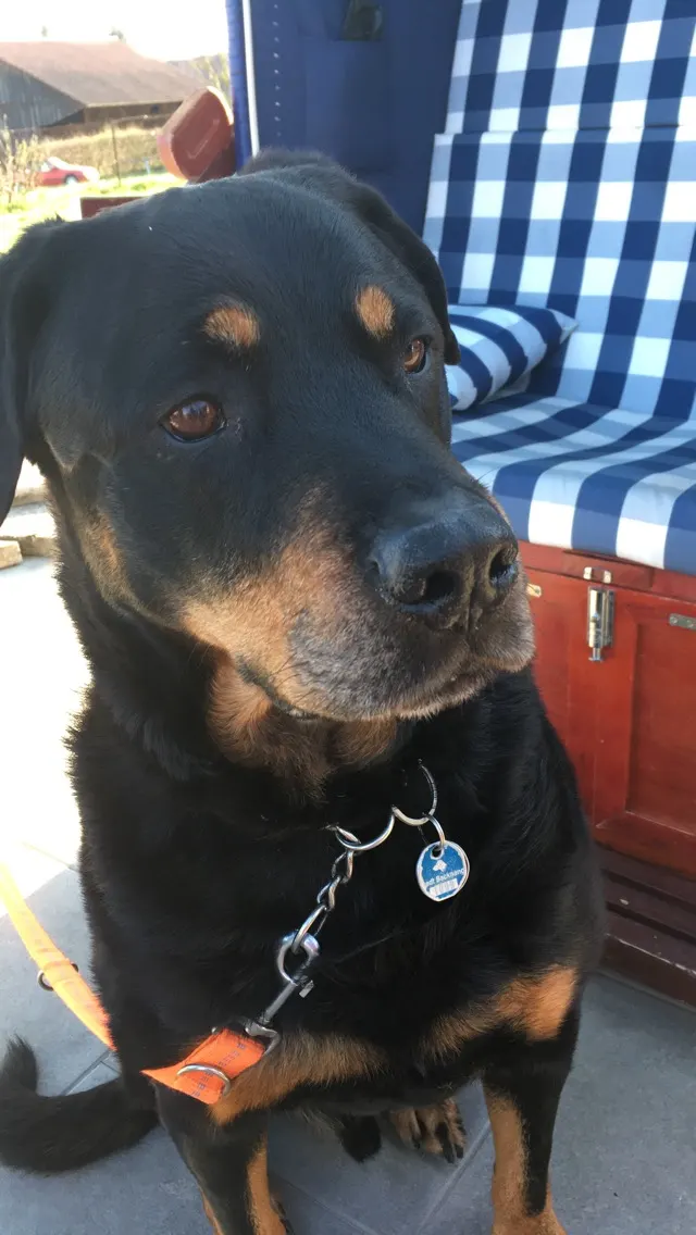 Apollo